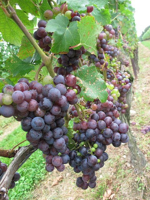 Grapes on a vine at the vineyard, by BuzzFarmers https://www.flickr.com/photos/buzzfarmers/7318025910/