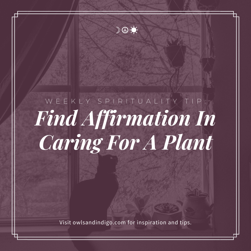 Weekly Spirituality Tip: Find Affirmation In Caring For A Plant.