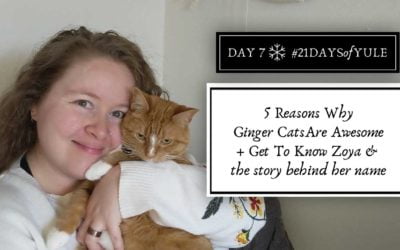 5 Reasons Why Ginger Cats Are Awesome + Get To Know Zoya &  the story behind her name